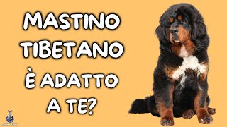 Mastino Tibetano Cosa Sapere [upl. by Norramic]