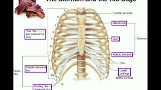 Anatomy  The Sternum Rib Cage amp Vertebrae [upl. by Nonnelg]