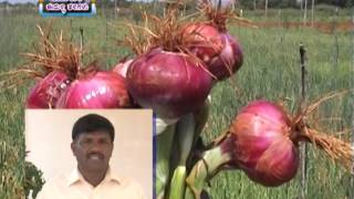 01 05 2017 onion varieties released by iihr dr r veeregowda [upl. by Carlene]