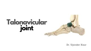 Talonavicular joint [upl. by Alric]