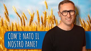 Come il grano tenero è diventato il frumento più diffuso al mondo  Levoluzione dei grani [upl. by Ahsennek]