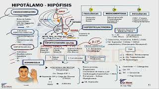 2 MAPA MENTAL ENDOCRINOLOGÍA HIPOTÁLAMO HIPÓFISIS [upl. by Seadon]