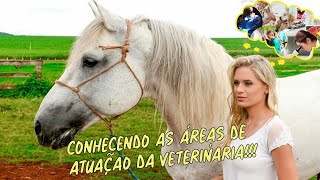 Áreas de atuação do MÉDICO VETERINÁRIO Quais são [upl. by Bunde]