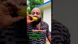 seedless ചാമ്പങ്ങ യും ചതുരപുളി യും fruit planthuntingmalayalam flowerarrangement funny [upl. by Nnylrac]