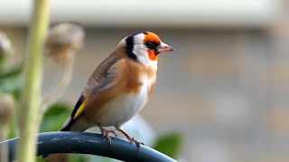 20 ALGEMENE VOGELS en hun ZANG voor BEGINNERS [upl. by Llenet]