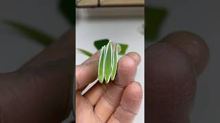 Chlorophytum comosum polymer clay cane process polymerclay polymerclaycanes miniatur [upl. by Groscr]