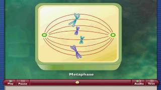 MITOSIS Y CITOCINESIS [upl. by Nerfe]