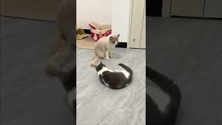 When a neutered cat meets a female cat in heat See what happens catfunnymonents catfunnyvideos [upl. by Caresse]