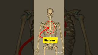 Sternum Bone 3D shortvideo animation shortsytshorts [upl. by Paddy]