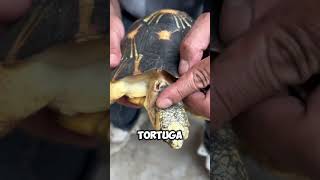 ¡Rescate de Tortuga Cortando el Filo Peligroso del Caparazón 🐢🔧 shorts [upl. by Aisemaj129]