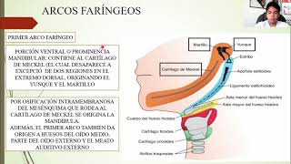 EMBRIOLOGÍA CABEZA Y CUELLO [upl. by Jordans]