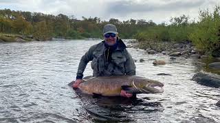 Fly fishing in Norway Probably the biggest salmon caught in 2022 [upl. by Udelle]