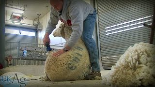 Sheep Shearing School [upl. by Rothmuller]