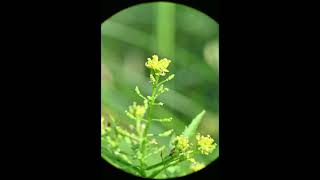 Rorippa palustris Bog Yellowcress [upl. by Idnac]