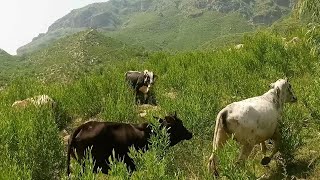 Cows life in mountains  beautiful cows life [upl. by Pedersen]