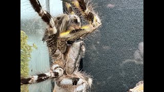 Poecilotheria regalis Indian Ornamental rehouse and care [upl. by Ailero]