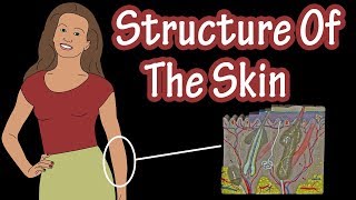 Structure Of The Skin  Layers Of Skin  Types Of Skin  Types Of Skin Cells  Integumentary System [upl. by Yuria685]