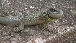 LAGARTO Calango tropidurus  Torquatus1820 [upl. by Helse865]