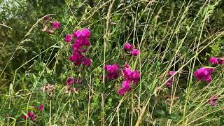 Aardaker  Lathyrus tuberosus  NL Bloeit  Planten van hier [upl. by Epp]