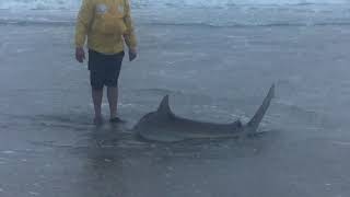 Rock amp Surf  The BIG Bronze Whaler Sharks of Namibia Swakopmund [upl. by Arlo829]