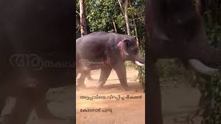 കൊടും ഭീകരൻ ആയിരുന്ന അട്ടപ്പാടി ചന്ദ്രു  Peelandi chandru elephant  elephant [upl. by Ycnahc]