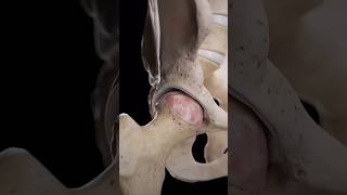 Hip arthrosis trending anatomy mbbs nursing viralvideo ytshorts [upl. by Yznil642]