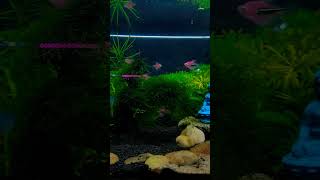 planted aquarium aquaristic plantedaquarium shortvideo buddha [upl. by Jena]