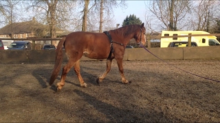 How to Tack Up for Lunging Roller amp Side Reins [upl. by Eilla]