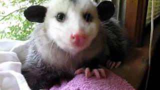 Possum eating strawberry [upl. by Aydne]