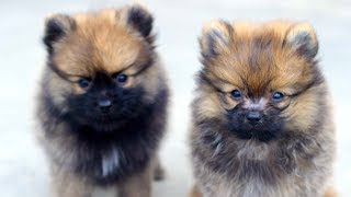 Buying Pomeranian first day Nepal  Dog Vlog  Pomeranian Video [upl. by Etom542]