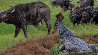 Wildebeests vs Crocodiles in the Grumeti River  Real World Animal [upl. by China]