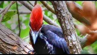 Pileated Woodpeckers Amazing Calls [upl. by Him87]