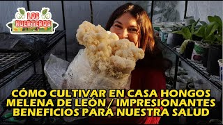 ¿Cómo cultivar en casa hongos Melena de León  Impresionantes beneficios para nuestra salud [upl. by Aikrahs521]