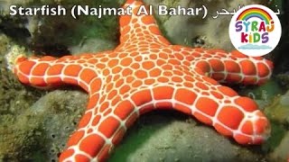 Ocean Animals  Arabic  English البحار و المحيطات للاطفال بالعربية و الانجليزية [upl. by Margot419]