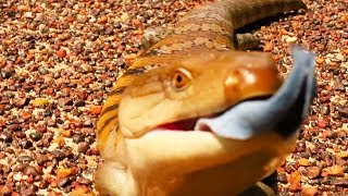 Northern bluetongued skink at Fogg Dam Tiliqua scincoides intermedia [upl. by Durr]