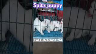 Spitz puppy 👉 for sale 👉 very reasonable price 💥sanjaysardar7286 QDogS doglover puppyshop [upl. by Lynsey]