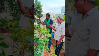 How to fertilize Pomegranate trees  Fertilizing Schedule amp Guide  Pomegranate Farming [upl. by Jovitta]