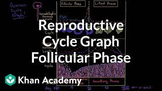 Reproductive cycle graphFollicular phase  NCLEXRN  Khan Academy [upl. by Ardnaik]