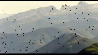 Pasa de palomas torcaces en pasos migratorios [upl. by Mail]