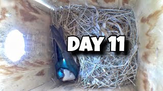 Day 11 Birdhouse Nest Box Live Camera Highlights [upl. by Wetzell294]