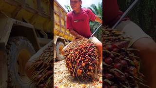 Beginilah kerja kami di kalimantan  muat buah sawit ke truk viralvideo shorts [upl. by Limak]