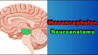 جلسه 4  مغزمیانیstructure of Mesencephalonmidbrain [upl. by Eilyab]