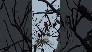 Scarlet Tanager sings from tall Pine [upl. by Noyrb391]