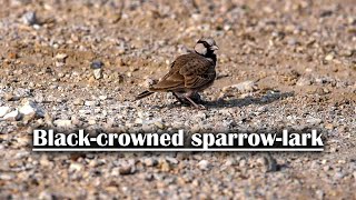 Blackcrowned sparrowlark [upl. by Adnac]