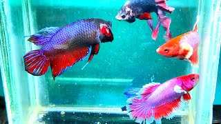 betta fish breedingbeli ikan cupang onlineadu ikan cupang bagan galak [upl. by Elakram352]