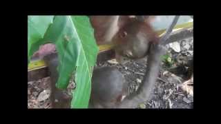 Baby orangutan Budi meets another orangutan for the first time [upl. by Idelson]