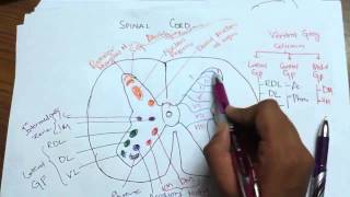 Cross Section Of Spinal Cord 1  anatomy [upl. by Sarette]