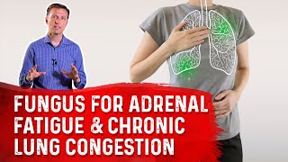 Cordyceps Fungus The Amazing Remedy for Adrenal Fatigue amp Chronic Lung Congestion – Dr Berg [upl. by Tucker]