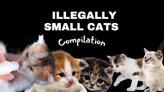 Illegally Small Cats [upl. by Acimaj]