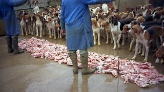 Feeding hounds in the Château de Cheverny France [upl. by Zimmermann725]